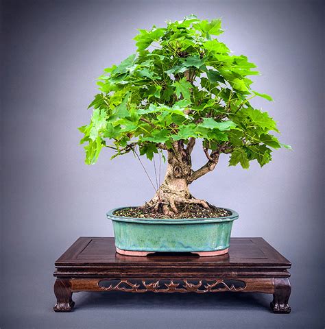 ebay bonsai|Bonsai Seeds for sale .